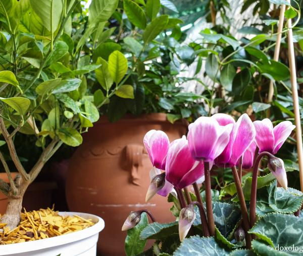 (Foto) Frumusețea florilor de la mănăstirea Sfântului Nectarie