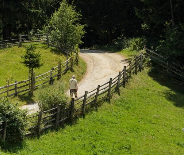 drum în pădure