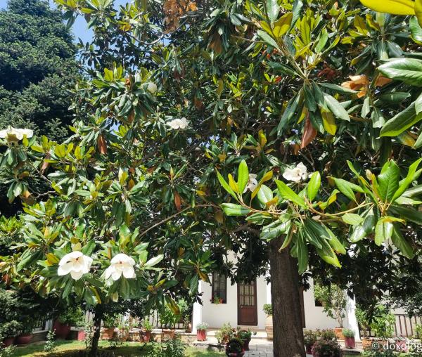 Magnolia de la Mănăstirea Kato Xenia – o încântare pentru ochii pelerinilor