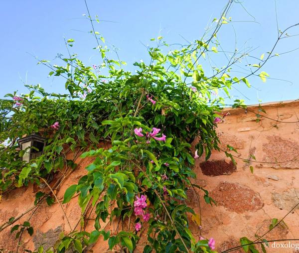Florile de la Mănăstirea „Sfânta Ecaterina” din Sinai