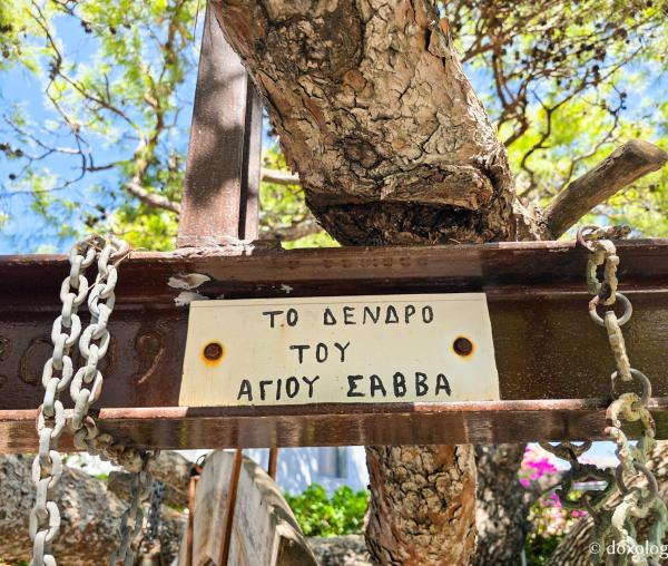Copacul Sfântului Cuvios Sava cel Nou din Kalymnos