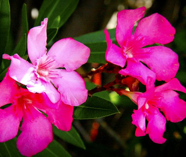 Florile Sfântului Ierarh Nectarie de la Eghina