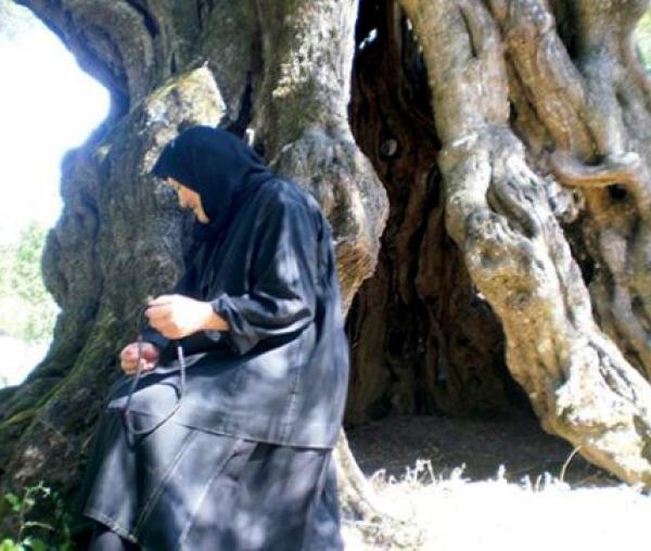 Locul de nevoinţă a Gherondisei Anastasia - scorbura de măslin