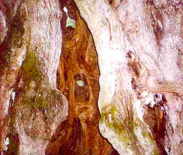Locul de nevoinţă a Gherondisei Anastasia - scorbura de măslin