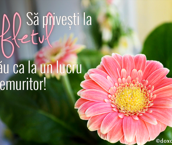 Să privești la sufletul tău ca la un lucru nemuritor!