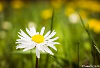 floare de câmp
