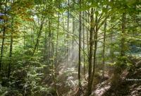 raze de soare în pădure