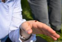 gărgăriță pe mână