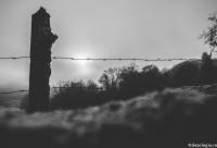 gard din sârmă ghimpată