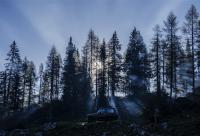 raze de soare în pădure