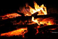foc