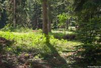 peisaj de pădure