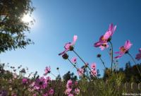 cosmos