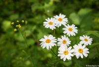 margarete
