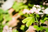 floare