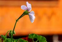 floare