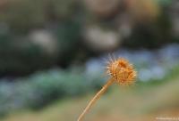 plantă spinoasă uscată