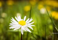 floare
