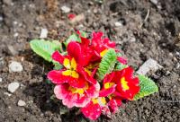 primula