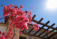 Florile Sfântului Ierarh Nectarie