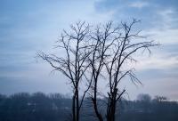 copaci fără frunze