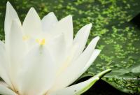 floare de nufăr