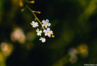 floare de nu-mă-uita