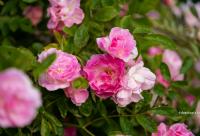 Să credem în destin?