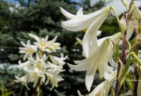 Acumulând capital ceresc, primim ca dobândă și pe cele pământești