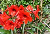 Florile de la Mănăstirea „Sfântul Rafail” din Insula Lesvos