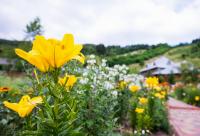 crinii câmpului - despre grijile vieții