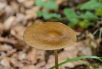 Despre morți numai corect politic – Scurt pelerinaj lăuntric la Apostolul Duminicii a 23-a după Rusalii