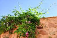 Florile de la Mănăstirea „Sfânta Ecaterina” din Sinai