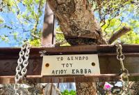  Copacul Sfântului Cuvios Sava cel Nou din Kalymnos