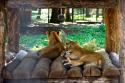 lei în grădina zoologică