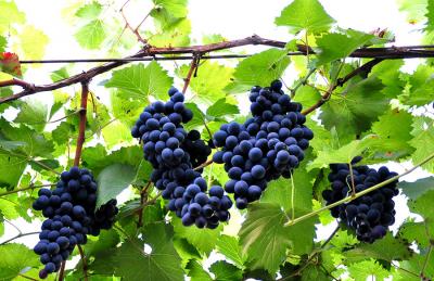 (Audio) Pr. Nicolae Dascălu - Predică la Duminica a 13-a după Rusalii (Pilda lucrătorilor celor răi), 2015 (Audio) Pr. Nicolae Dascălu - Predică la Duminica a 13-a după Rusalii (Pilda lucrătorilor celor răi), 2015