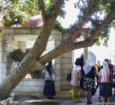(Foto) Dudul lui Zaheu – Biserica Sfantul Elisei din Ierihon (Foto) Dudul lui Zaheu – Biserica Sfantul Elisei din Ierihon