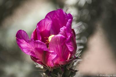 (Foto) Frumusețea florilor din pustiul Arizonei, de la Mănăstirea „Sfântul Antonie cel Mare”