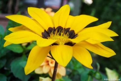 Foto: Ioana Stoian (Video) Cea mai puternică sursă de optimism