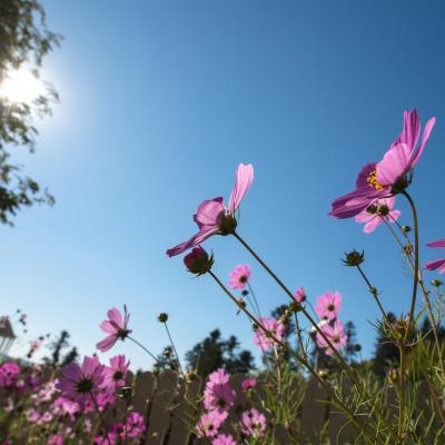 (Video) De unde vine puterea sufletească (Video) De unde vine puterea sufletească