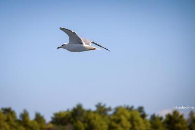 (Video) Patru sfaturi pentru binele sufletului