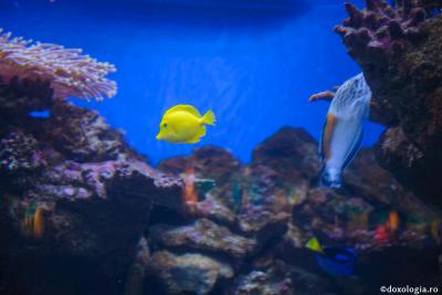 Foto: Oana Nechifor (Video) Dacă veţi fi optimişti, vă va fi uşor şi să iubiţi, şi să răbdaţi, şi să vă jertfiţi viaţa