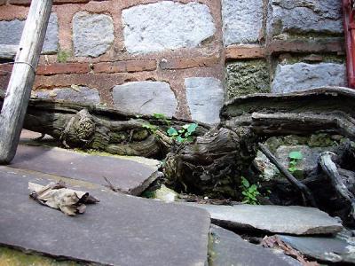 Viţa de vie care a încolţit din Mormântul de argint al Sfântului Simeon