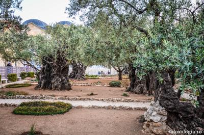 Grădina Ghetsimani