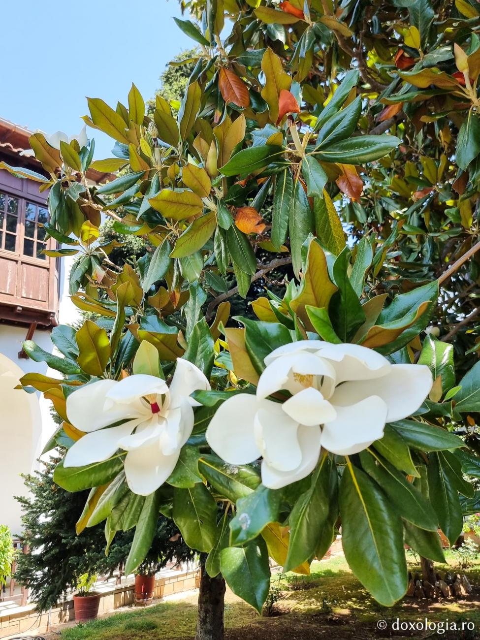 Foto) Magnolia de la Mănăstirea Kato Xenia – o încântare pentru